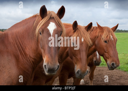 Un groupe de Suffolk Punch chevaux lourds standing in field Banque D'Images