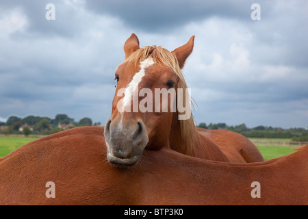 Suffolk Punch chevaux lourds debout dans le champ Banque D'Images