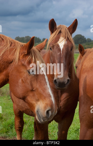 Un groupe de Suffolk Punch chevaux lourds standing in field Banque D'Images