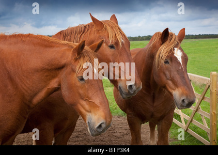 Un groupe de Suffolk Punch chevaux lourds standing in field Banque D'Images