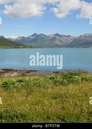 Île de Grytøya vu de près de Ervik, près de Harstad, Hinnøya, Troms, Norvège. Banque D'Images