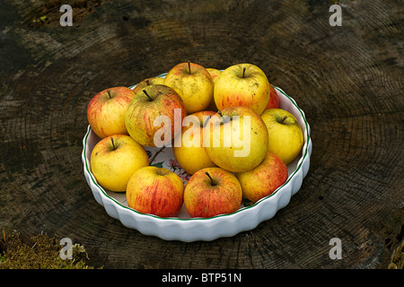 Les pommes dans le bol sur souche d'arbre. Banque D'Images