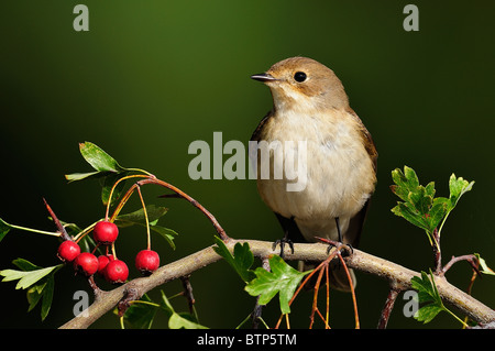 (Ficedula hypoleuca), perché sur une aubépine (Crataegus monogyna) Banque D'Images