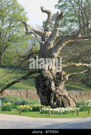 Ce vieux tronc d'arbre a une forme étrange sur le bord de la route dans le North Yorkshire. Le Laund Oak Tree n'est plus debout (2023) Banque D'Images