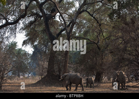 Les éléphants de la réserve de Mana Pools au Zimbabwe Banque D'Images