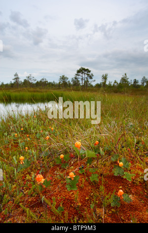 L'airelle (Rubus chamaemorus) dans leur habitat. L'Europe, l'Estonie Banque D'Images