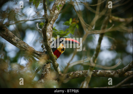 Frantzius Pteroglossus frantzii, sci.name ;, près de Volcan lagons, Chiriqui province, République du Panama. Banque D'Images