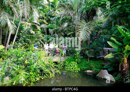 Les gens sur la visite d'une forêt tropicale dans la Jungle Malaisienne Banque D'Images