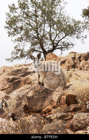 L'Australie, l'Australie du Sud, Flinders Ranges, le wallaby entre les rochers Banque D'Images