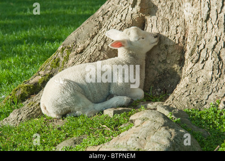 L'Angleterre, Yorkshire du Nord, Jevaulx Abbey, agneau dormant dans sunshine Banque D'Images