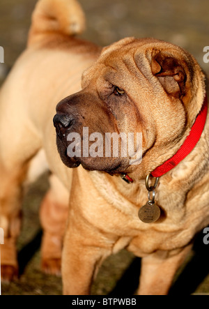 Shar Pei .race de chien. Banque D'Images