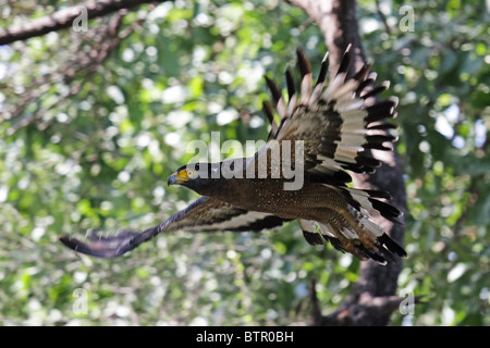 Crested Eagle Serpent volant dans le Parc National de Ranthambhore, Rajasthan, Inde Banque D'Images