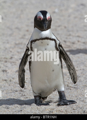 Manchot du Cap (Spheniscus demersus) marchant sur le sable à la plage de Boulders, près de Cape Town Banque D'Images