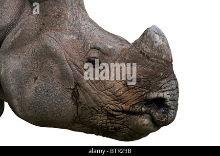 Rhinocéros indien portrait. Photo prise dans le Zoo de New Delhi, Inde Banque D'Images