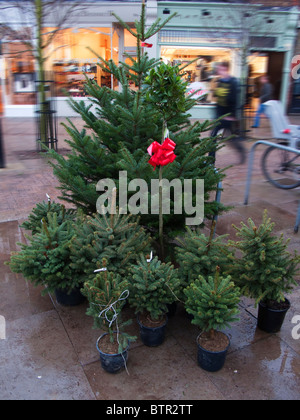 Les arbres de Noël à vendre, Wimbledon Village Banque D'Images