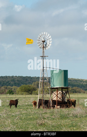 L'Australie, Moulin et cattle in field Banque D'Images