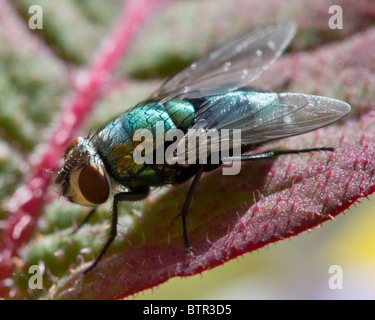 Flacon vert commun (mouche Lucilia sericata) sur une feuille de rose Banque D'Images