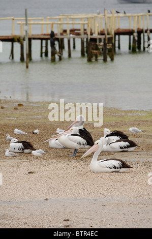 L'Australie, Coffin Bay, des pélicans et des mouettes sur la plage Banque D'Images