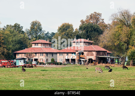 Les ânes tournant gratuitement à la ferme dans le Parco di Monza Italie Banque D'Images