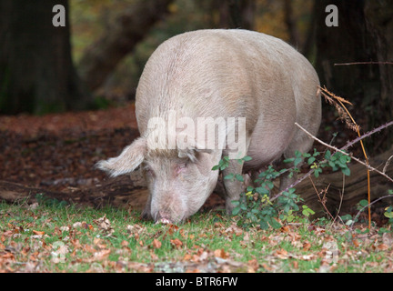 Cochon sauvage dans la New Forest, Hampshire, Angleterre Banque D'Images