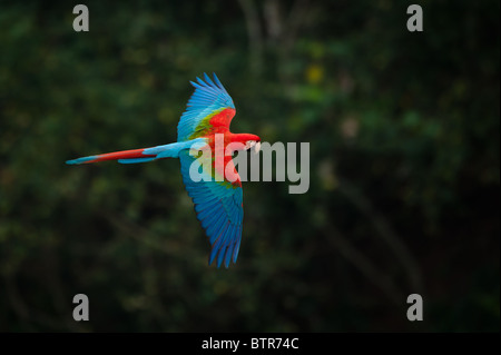 Le rouge et vert en vol de l'Ara. Banque D'Images