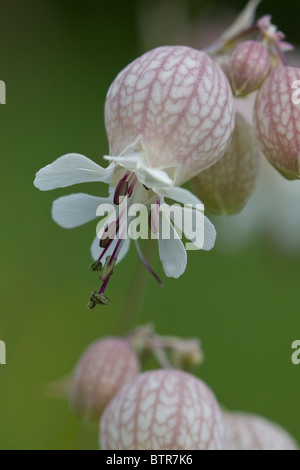 Vessie (Silene vulgaris) close-up dans le jardin. Banque D'Images