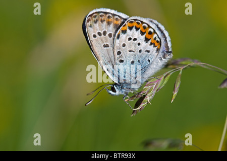 L'argent bleu étoilé (Plebeius argus) sécher ses ailes juste après l'émergence, en équilibre sur une herbe dans un pré. Banque D'Images