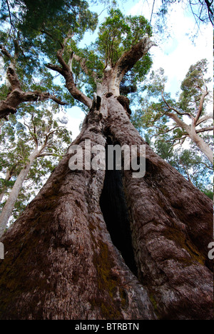 L'Australie, Walpole Nornalup National Park, La Vallée des Géants, vue du grand arbre Banque D'Images