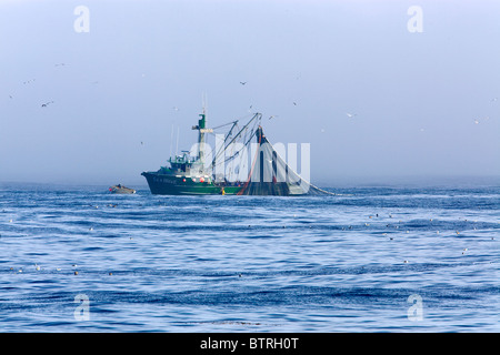 Les bateaux de pêche, si proche de leurs prises dans la baie de Monterey, Californie. Banque D'Images