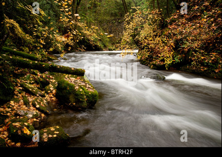 Basket Creek coule dans une région boisée, au cours d'une belle journée d'automne dans le nord-ouest du Pacifique. Banque D'Images