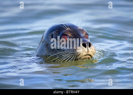 Un phoque commun (Phoca vitulina) pop sa tête au-dessus de l'eau dans la région de Elkhorn Slough - Moss Landing, California. Banque D'Images