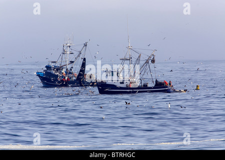 Les bateaux de pêche, si proche de leurs prises dans la baie de Monterey, Californie. Banque D'Images