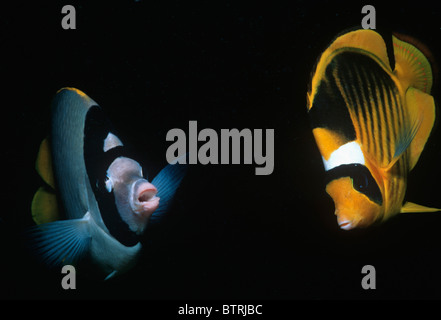 Threadfin médiocre (Chaetodon auriga) et le bar d'médiocre (Chaetodon fasciatus). Péninsule du Sinaï - Mer Rouge Banque D'Images