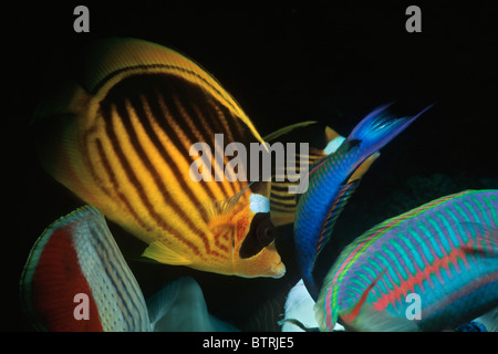 Papillons à rayures (Chaetodon fasciatus) et le napoléon (Thalassoma Klunzinger klunzingeri). Péninsule du Sinaï, Mer Rouge - Egypte Banque D'Images