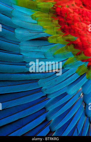 Red-et-aile Ara vert close-up Banque D'Images