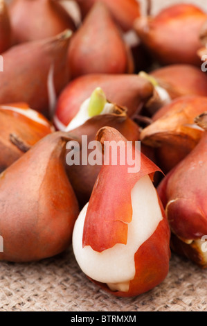 Close up of Tulip 'Purissima' bulbes Banque D'Images