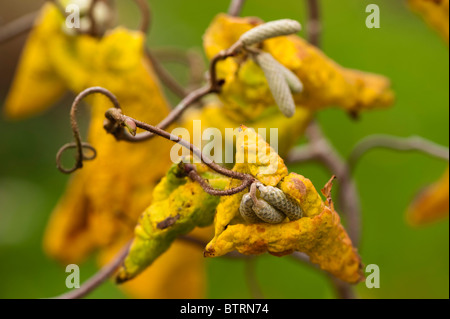 Chatons en croissance sur un tire-bouchon ou contournées, Noisetier Corylus avellana 'Contorta', à l'automne Banque D'Images