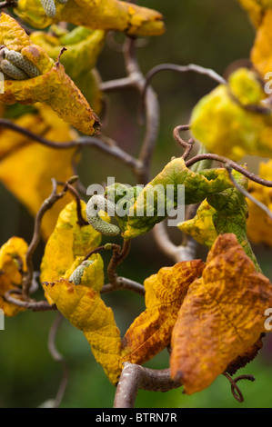 Chatons en croissance sur un tire-bouchon ou contournées, Noisetier Corylus avellana 'Contorta', à l'automne Banque D'Images