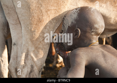 Surma boy boire du lait de la mamelle de la vache, de la vallée de la rivière Omo, en Ethiopie Banque D'Images