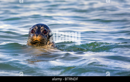 Un phoque commun (Phoca vitulina) pop sa tête au-dessus de l'eau dans la région de Elkhorn Slough - Moss Landing, California. Banque D'Images