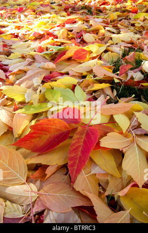 Motif de feuilles d'automne sur le terrain à Boise, Idaho, USA. Banque D'Images