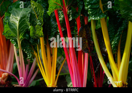 Beta vulgaris Bette à carde Bright Lights Banque D'Images