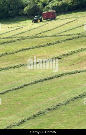 Collecte et de coupe pour l'ensilage d'herbe Banque D'Images