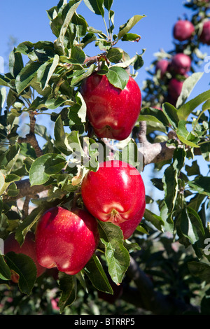 Des pommes mûres qui poussent sur l'arbre dans l'Idaho, USA. Banque D'Images