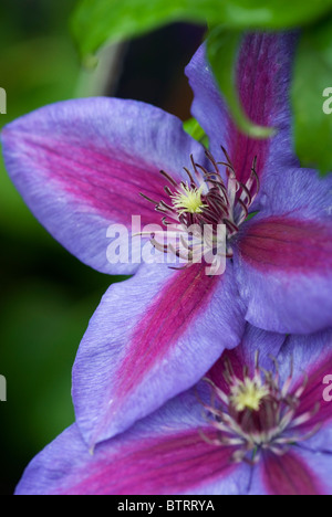 Clématite MME N THOMPSON Banque D'Images