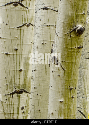 Les troncs d'arbre à Aspen Grove, Hart Prairie sur le San Francisco Peaks, Coconino National Forest, près de Flagstaff, Arizona, USA Banque D'Images