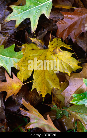 L'automne les feuilles tombées sur le marbre Banque D'Images