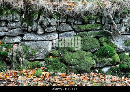 Couvert de mousse et de Lichen en pierre sèche mur près de Dartmoor dans le Devon Tavistock Banque D'Images