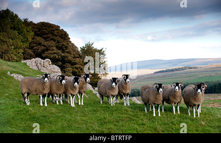 Swaledale moutons sur les pâturages calcaires. North Yorkshire Banque D'Images