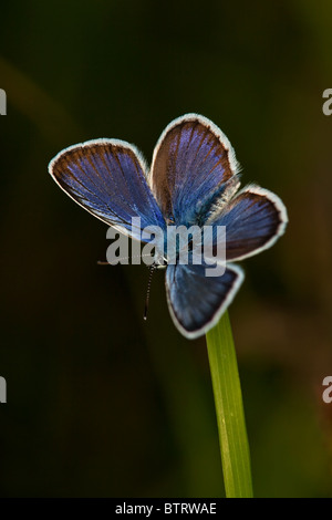 Silver mâle papillon bleu étoilé Plebeius argus, New Forest, en Angleterre Banque D'Images